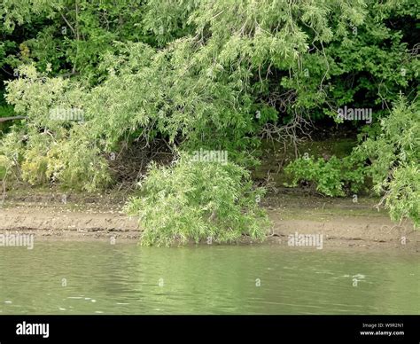 River Bank Trees On The River Bank Stock Photo Alamy