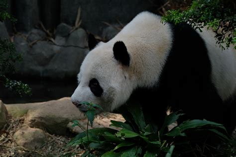 1,319+ Best Free Panda bear Stock Photos & Images · 100% Royalty-Free ...