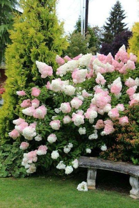 Gorgeous Pink And White Cone Shaped Hydrangeas Strawberry Hydrangea