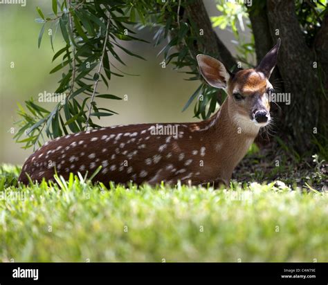 Fawn With Spots High Resolution Stock Photography and Images - Alamy