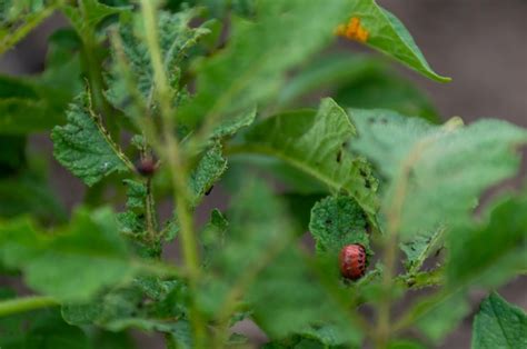 Les Doryphores De La Pomme De Terre Ont Endommag Une Plantation De