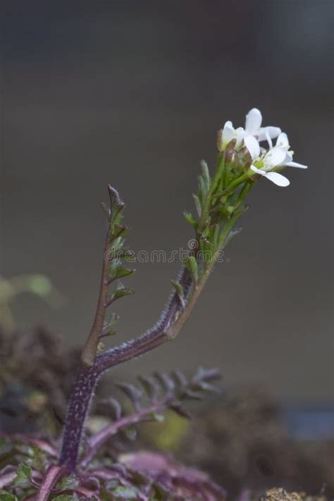 Hairy Bittercress Weed In Flower Stock Photo Image Of Tiny Garden