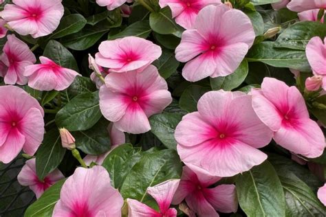 Best Of Cast Highlights From Darwin Perennials Panamerican Seed