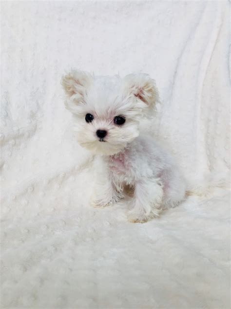 Buy Micro Tiny Teacup Maltipoo Puppy Los Angeles Ca IHeartTeacups