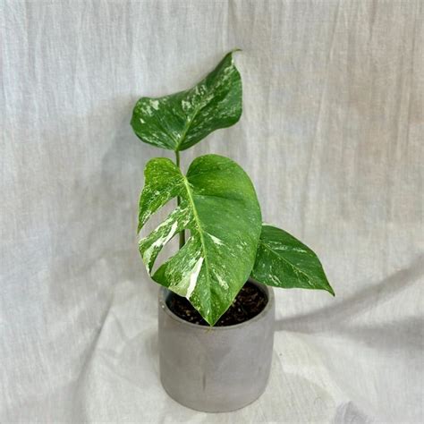 Monstera Deliciosa Albo Variegata Cm Obchod Plantizia Sk