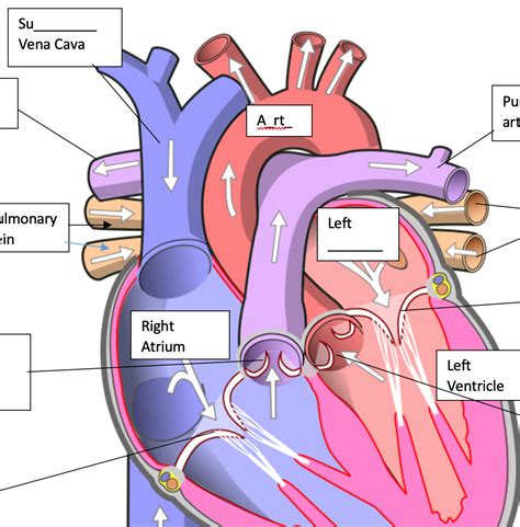 Heart Starter Biology Gcse Teaching Resources