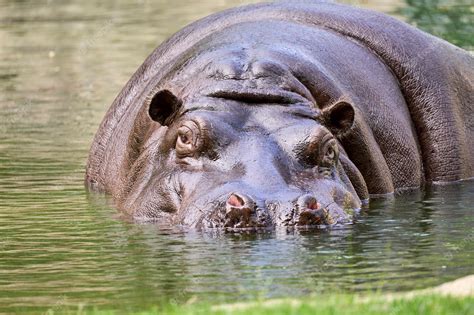 Premium Photo | Large hippo in the water in its natural habitat in summer