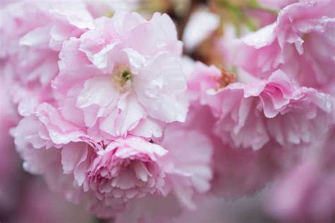 Where to Find Kwanzan Cherry Blossoms Near the Tidal Basin