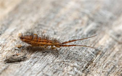 16 Common Bathroom Bugs To Watch Out For With Pictures Loo Academy