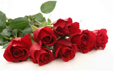 roses flower food 6