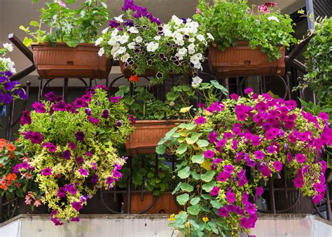 Jakie Kwiaty Na Balkon We Wrze Niu Kobieceinspiracje Pl