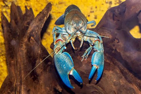 Pet Crayfish | 7 Freshwater Aquarium Crayfish! - Aquariadise