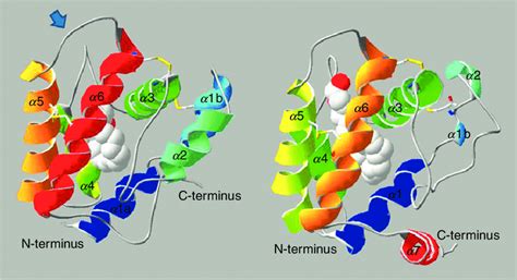 1 Three-dimensional structure of Bombyx mori PBP BmorPBP1 (1DQE ... 
