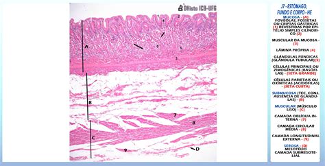 Lamina Histologica Do Estomago - Histologia Do Estomago Digestivo Estómago SEOM: Sociedad