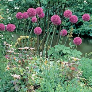 Alliums – Best Flower Bulbs