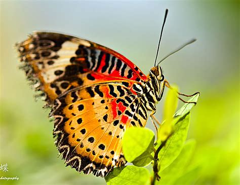 How to Say Butterfly in Spanish: The Beauty of Nature - Spanish in Seconds