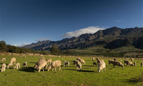 Farm In The Karoo With Old Rural Houses And The Swartberg Mountains In