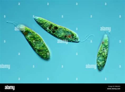 Euglena Under Microscope 40X