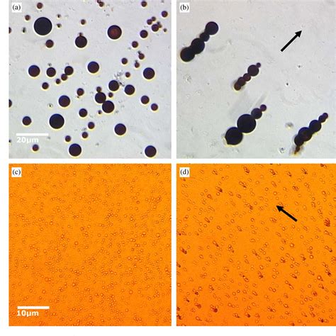 Figure 1 From Ultra Fast Synthesis Of Magnetic And Luminescent Silica Beads For Versatile