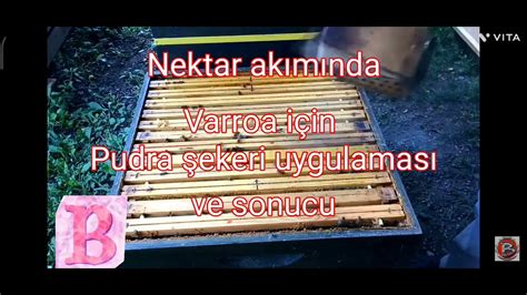 Varroa Pudra testi pudra şekeri uygulaması ile varrao mücadelesi Varroa