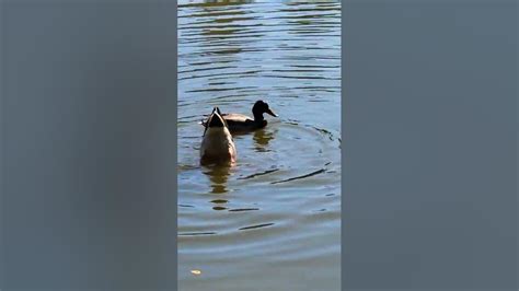 Three Lovely Ducks Swimming Upside Down Nature Ducks Wildlife Fun