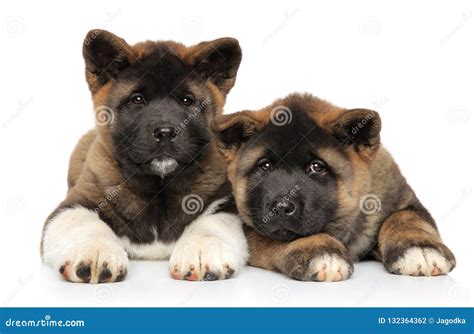 Dos Perritos Americanos De Akita Mienten En Un Blanco Foto De Archivo