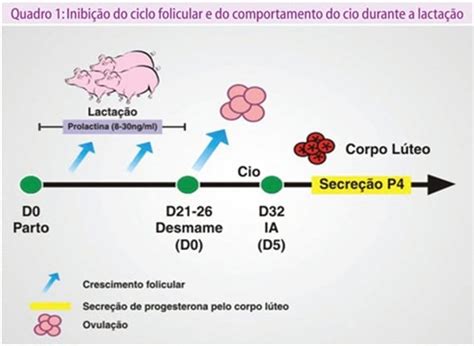 Cio Lactação Porcas Engormix