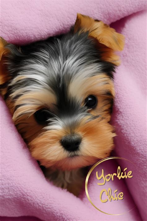 Yorkie Pretty In Pink Wall Art Home Decor T Digital