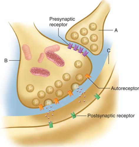 Synaptic Transmission Flashcards Quizlet