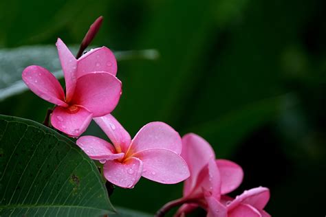 Plumeria Fleurs Plantes Fleur De Photo Gratuite Sur Pixabay Pixabay