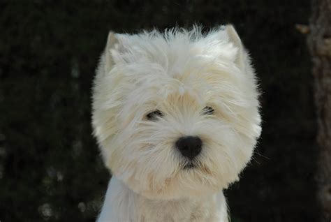 Champion Akc West Highland White Terrier