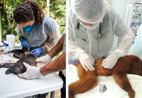 Brazil Takes Pioneering Action And A Vaccine To Rewild Howler Monkeys