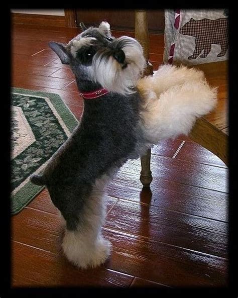 Mini schnauzer grooming tips for pets – Artofit