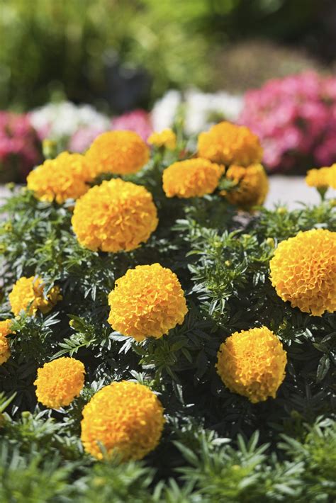 How To Grow Marigold From Dried Flowers : Growing marigolds indoors ...