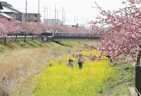 西古瀬川の河津桜が見ごろ 東日新聞