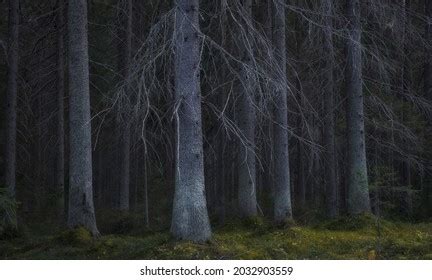 Old Gloomy Naked Fairy Forest Autumn Stock Photo 2032903559 Shutterstock
