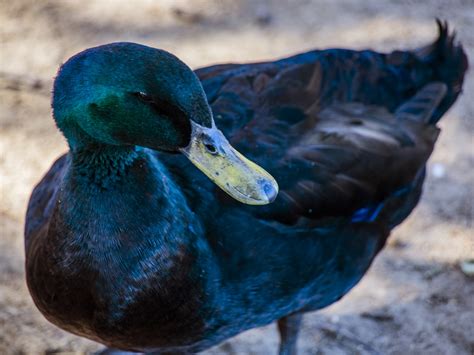 Domestic Cayuga Duck Free Stock Photo - Public Domain Pictures