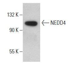 NEDD4抗体 F 11 SCBT Santa Cruz Biotechnology