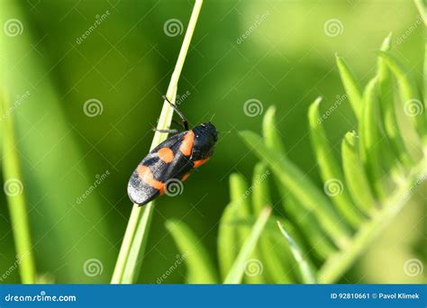 Bug Insects In The Spring Stock Image Image Of Meadow 92810661