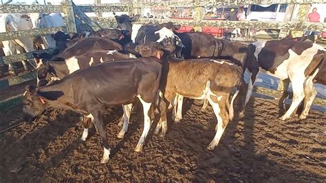 Muitas Bezerras E Novilhas Leiteira Em Capoeiras Pe