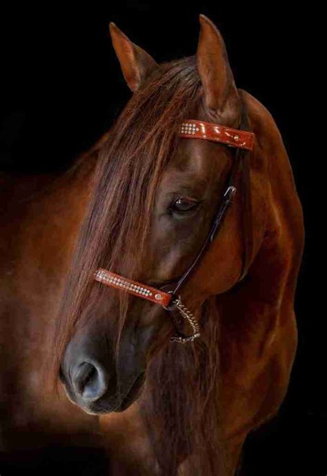 EPM in Horses Case Study: Bambam's EPM Horse Symptoms and Behavioral Changes, and Bringing Him ...