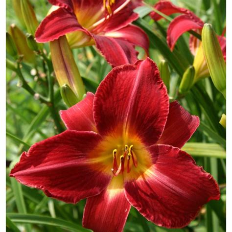 Daylilies Bulbs For Sale Hemerocallis Fulva Daylily Plant Daylily Roots