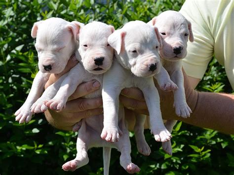 Argentine Dogo Puppies For Sale | Euro Puppy