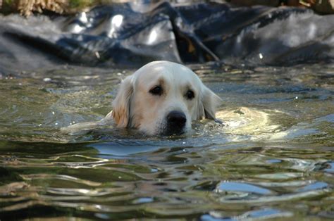 images puppy pond golden retriever vertebrate labrador