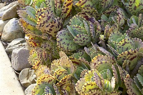 Types Of Kalanchoes Details Photos And Varieties Debra Lee Baldwin Kalanchoe Blossfeldiana