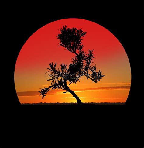 Silhouette Of Japanese Bonsai Plant Against Sky At Sunset Creating Zen