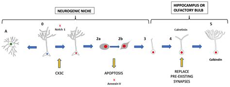 Microglia In Neurogenesis Encyclopedia Mdpi