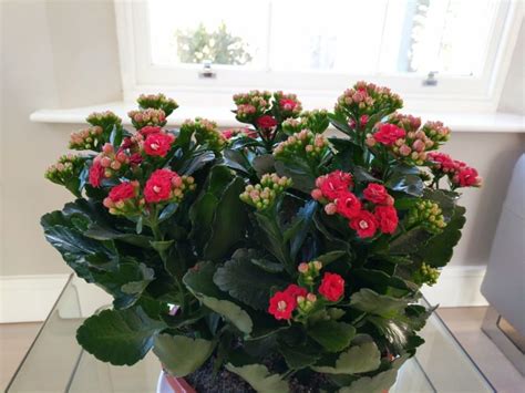 How To Care For Flaming Katy Kalanchoe Blossfeldiana Smart Garden Guide