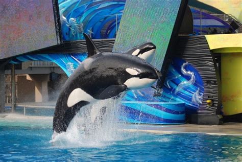 SeaWorld Ends Theatrical Orca Show [VIDEO] | Nature World News