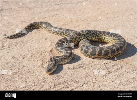 Crawling Snake High Resolution Stock Photography And Images Alamy